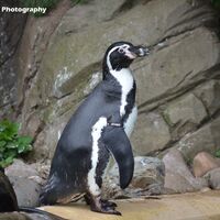 African Penguin