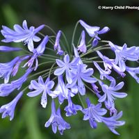 Agapanthus