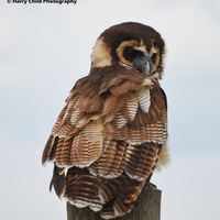 Asian Wood Owl
