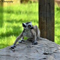 Baby Lemur