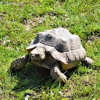 Baby Tortoise