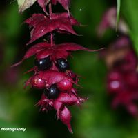 Hanging Berries