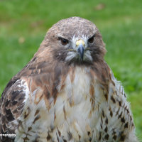 Goshawk 1
