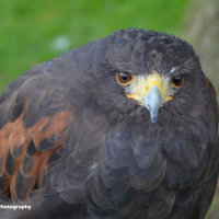 Harris Hawk 1