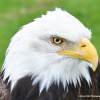 Bald Eagle 1
