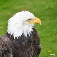 Bald Eagle 2
