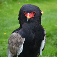 Bateleur Eagle 1