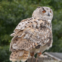 Siberian Eagle Owl 2