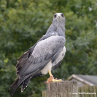 Chilean Blue Eagle 1