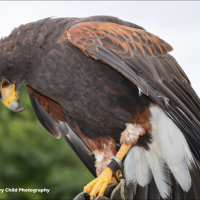 Harris Hawk 3