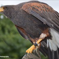 Harris Hawk 2