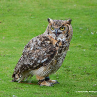 African Spotted Eagle Owl 1