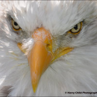 Bald Eagle 3