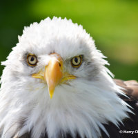 Bald Eagle 4