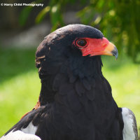 Bateleur Eagle 2