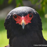 Bateleur Eagle 3