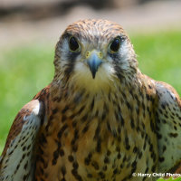 American Kestrel 1