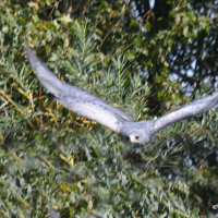 Chilean Blue Eagle 4
