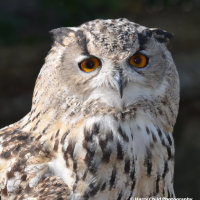 Siberian Eagle Owl 1