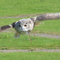 Siberian Eagle Owl 3