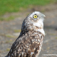 Burrowing Owl