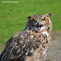 African Spotted Eagle Owl 2