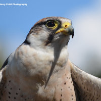 Lanner Falcon 1