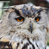 Siberian Eagle Owl 4
