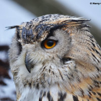 Siberian Eagle Owl 5