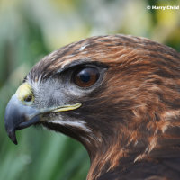 Harris Hawk 4
