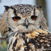 Siberian Eagle Owl 6