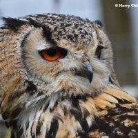 Siberian Eagle Owl 7