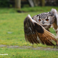 Siberian Eagle Owl 8