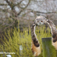 Siberian Eagle Owl 9