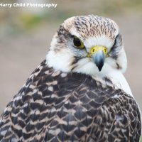 Lanner Falcon 2