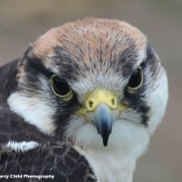 American Kestrel 2