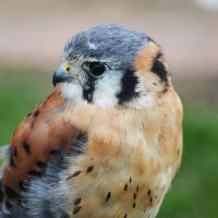 American Kestrel 3
