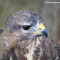 Goshawk 2