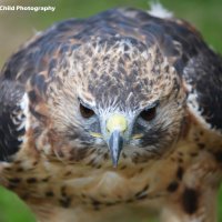 Goshawk 3