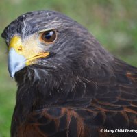 Harris Hawk 5