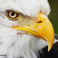 Bald Eagle 5