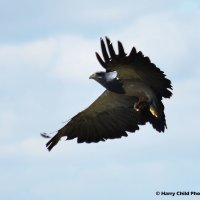 Chilean Blue Eagle 3
