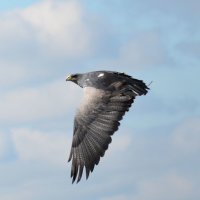 Chilean Blue Eagle 2