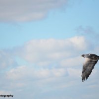 Chilean Blue Eagle 5