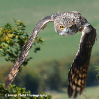 African Spotted Eagle Owl 3