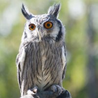 White Faced Scops Owl