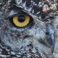 African Spotted Eagle Owl 4