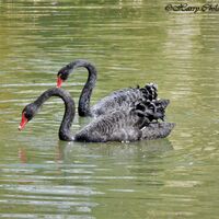 Black Swan Duet