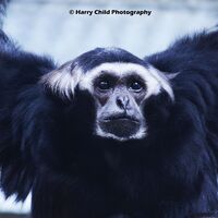 Black and White Colobus