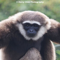Colobine Monkey